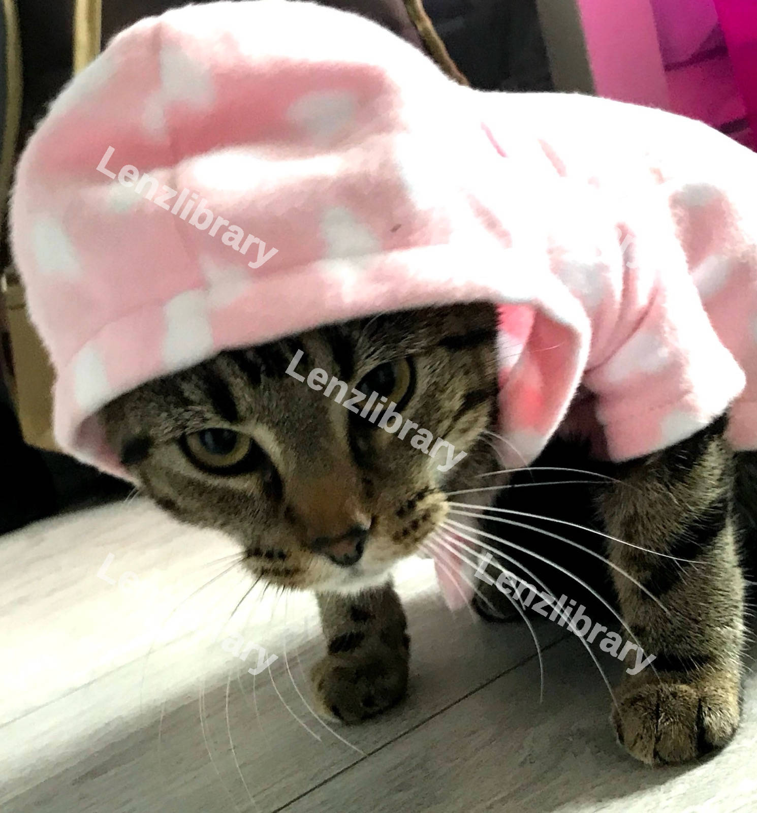 Cute Cat